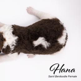 Bernedoodle, Saint Berdoodle, and Sheepadoodle Puppies from Yankee Doodle Puppies