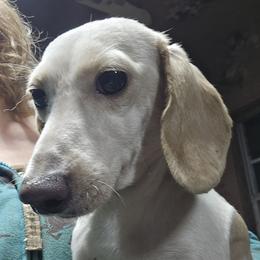 S'more - Dachshund