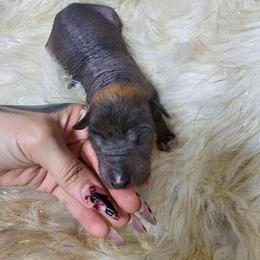 Sally - Bronze female Xoloitzcuintli puppy in Eugene, Oregon from Naked nobles kennel