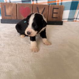 Black Widow - Black and white female Bernedoodle puppy in Luana, Iowa from Country View Bernedoodles and Goldendoodles