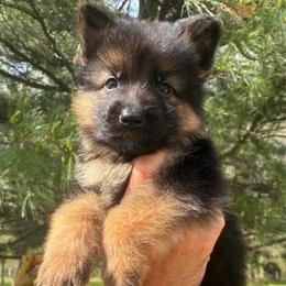 Outlaw (gray collar) - Black and red male German Shepherd puppy in Union City, Ohio from God’s Gifts German Shepherds