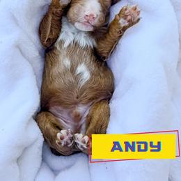 Andy - Red  male Goldendoodle puppy in Lakeland, Florida from Rolling Oak Doodles
