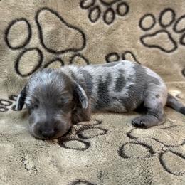 Dapple Male - Gray (blue) and tan male Dachshund puppy in George West, Texas from Rockin M Kennel