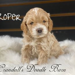 Cockapoo Puppies from Crandall’s Doodle Barn