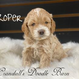 Cockapoo Puppies from Crandall’s Doodle Barn