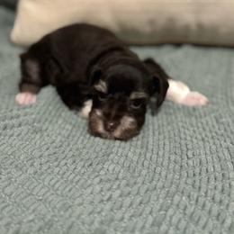 Nelly - Liver female Miniature Schnauzer puppy in Moreauville, Louisiana from Bayou Schnauz and Dals