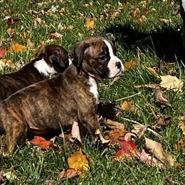 Boxer, Dalmatian, and Rottweiler Puppies from Poconopaws