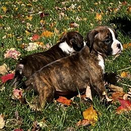 Boxer, Dalmatian, and Rottweiler Puppies from Poconopaws