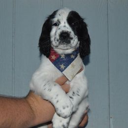 English Springer Spaniel Puppies from A & R Springers