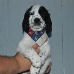 English Springer Spaniel Puppies from A & R Springers