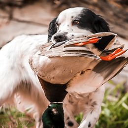 Darla - English Cocker Spaniel