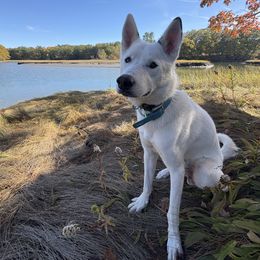FROSTY - Black and white male Siberian Husky puppy in York, Maine from Maine Coast Huskies