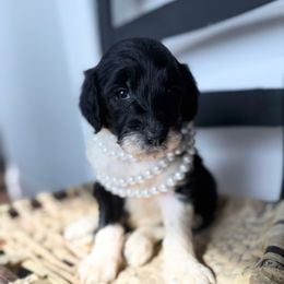 Juniper - Parti Goldendoodle puppy in Fayetteville, Arkansas from Silver Hill Farm