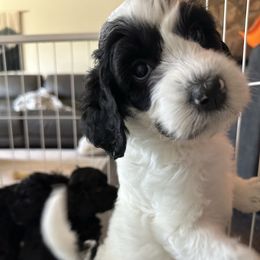 Ashen - Black female Goldendoodle puppy in Redmond, Oregon from Bourbon and Lace Doodles