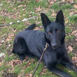 German Shepherds from Vom Bergwald German Shepherds