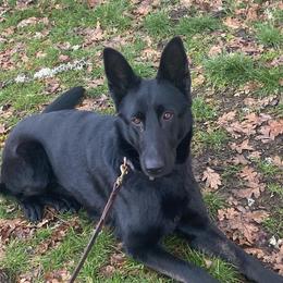 German Shepherds from Vom Bergwald German Shepherds