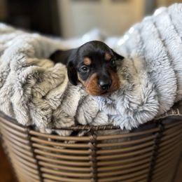 Blue collar Boy - Black and tan male Dachshund puppy in Wray, Georgia from Cotton Hill Dachshunds