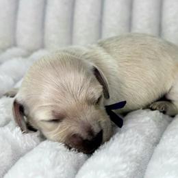 Purple - Cream female Dachshund puppy in Lakeland, Florida from Buckwild Doxies