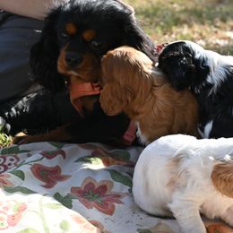 Cavalier King Charles Spaniel Puppies from Critter's Cottage Cavaliers