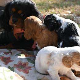 Cavalier King Charles Spaniel Puppies from Critter's Cottage Cavaliers