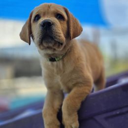 Lime - Yellow female Labrador Retriever puppy in Vacaville, California from Eternity Labradors