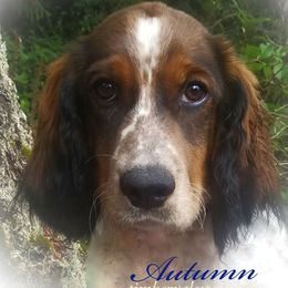 Autumn - English Springer Spaniel