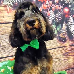 Bernedoodles from Carolina Ocando