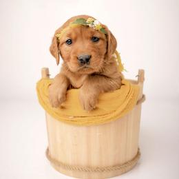 Joy - Dark golden female Golden Retriever puppy in Buhl, Idaho from Atkinson's Goldens