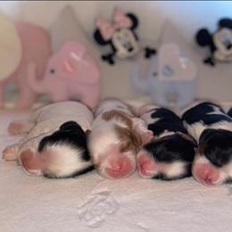 Cavalier King Charles Spaniel Puppies from Snowtrain Cavaliers