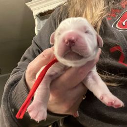 Mr Red Jingles - Light golden male Golden Retriever puppy in Galt, California from Golden Hearts Ranch English Cream Retrievers