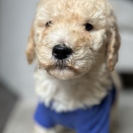 Boy 3 - Cream Poodle puppy in Atlanta, Georgia from KAI Kennels