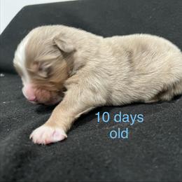Boy 2 - Red merle male Miniature Australian Shepherd puppy in Lubbock, Texas from Reveille awesome aussies