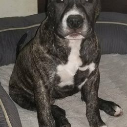 American Bully Puppies from Bolt Action Kennel