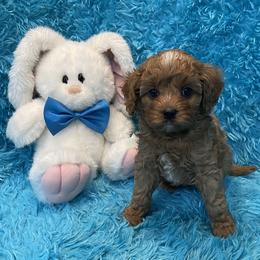 Teddy - Red male Cavapoo puppy in Taft, Tennessee from Knight Pups