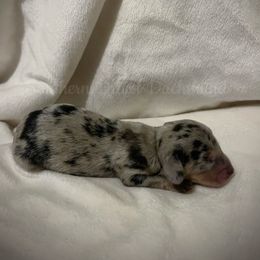 Dasher - Dapple male Dachshund puppy in Colbert, Georgia from Southern Drawl Dachshunds