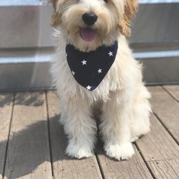 Goldendoodle and Poodle Puppies from Daisey's Doodles Seattle