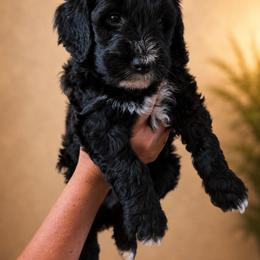 Sparkler - Black and white female Bernedoodle puppy in Woodland, Georgia from Bethel Doodle Ranch