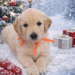 Tiny Dancer - Light golden male Golden Retriever puppy in Fresno, California from Warwick’s Central California Goldens