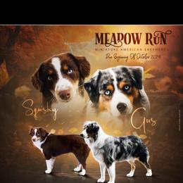 Miniature American Shepherd puppies from Meadow Run Mini American Shepherds