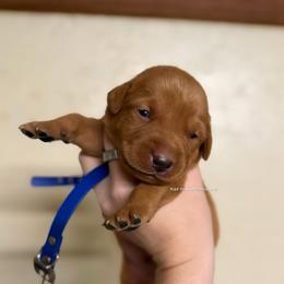 Blue - Yellow male Labrador Retriever puppy in Gillete, Wyoming from Red Prairie Retrievers
