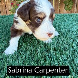 Sabrina Carpenter - Red tri-color female Aussiedoodle puppy in Bakersfield, California from Annie's Aussies