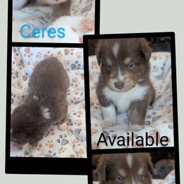 Ceres - Red tri-color male Australian Shepherd puppy in Squaw Valley, California from A&M Australian Shepherds