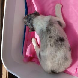 Temp Hold 2 Speckle - Blue merle white and tan female Collie puppy in St Stephens, Wyoming from Desert Kennels