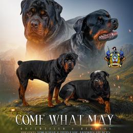 Rottweiler puppies from Come what May Rottweillers & rescues llc
