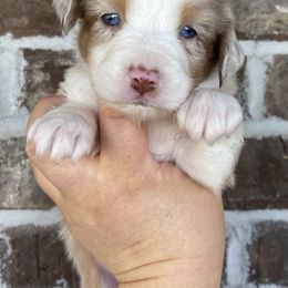 Australian Shepherd, Miniature American Shepherd, Miniature Australian Shepherd, and Toy Australian Shepherd Puppies from Painted Blue Aussies