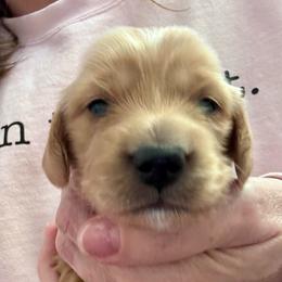 Franklin for Katie E. - Cream male Dachshund puppy in Grand Junction, Colorado from Agape Dachshunds