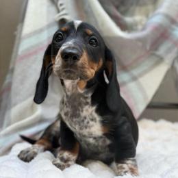 Todd - Piebald male Dachshund puppy in Decatur, Mississippi from KP Dachshunds