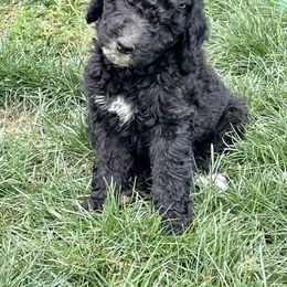Labradoodle and Poodle Puppies from Top Knot Companions Poodles and Labradoodles