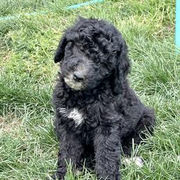 Labradoodle and Poodle Puppies from Top Knot Companions Poodles and Labradoodles