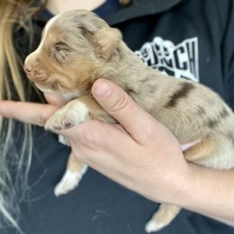 Boy 1 - Miniature Australian Shepherd puppy in Amarillo, Texas from Luna’s Mini Aussies
